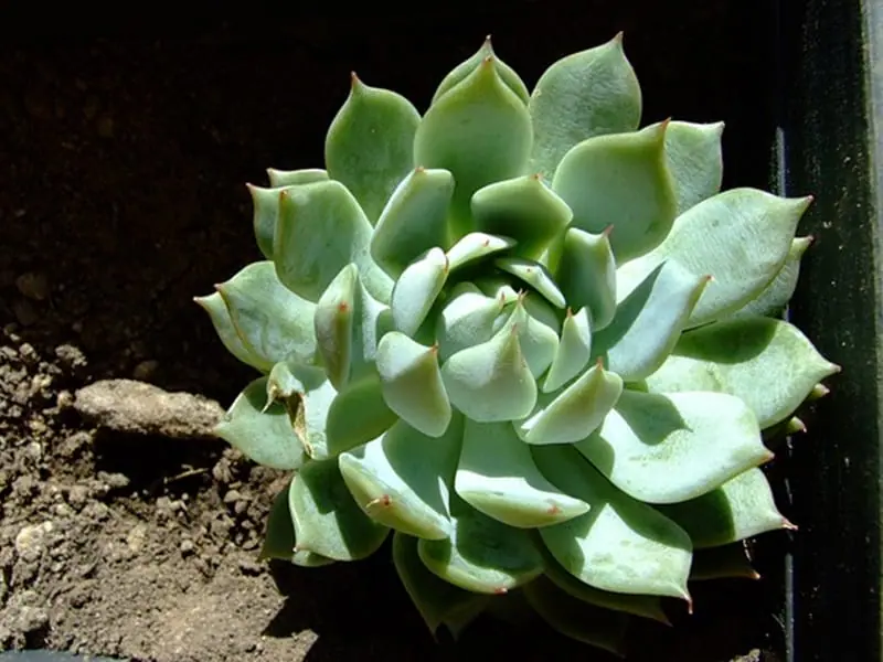 多肉植物ローラ 育て方・増やし方 | 農家web