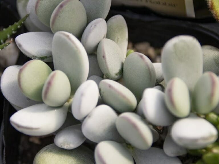 多肉植物 ふっくら娘（福だるま）抜き苗 子株・脇芽いっぱい  