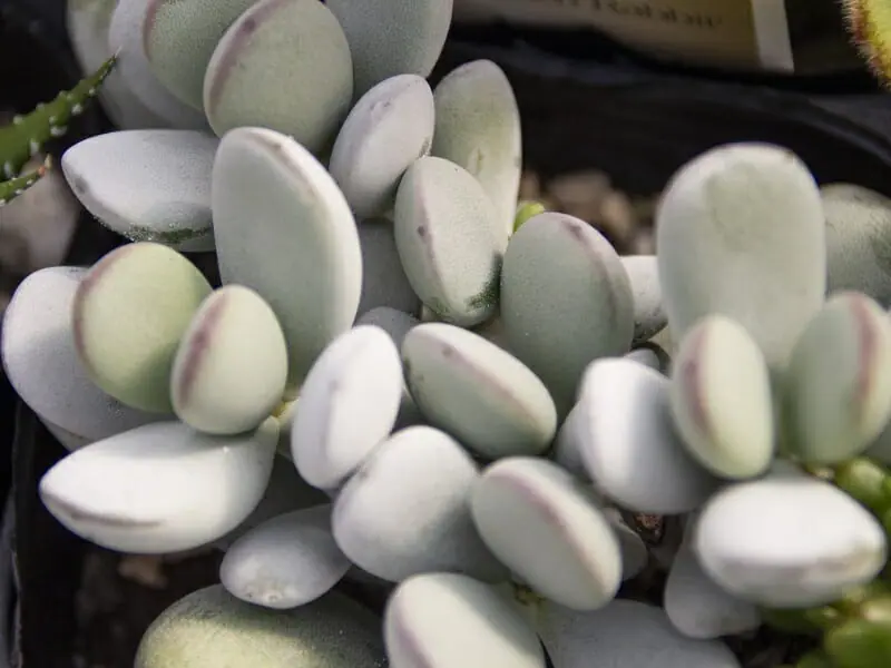 もりもり@1280】だるま福娘(オルビキュラータ) 【公式通販】