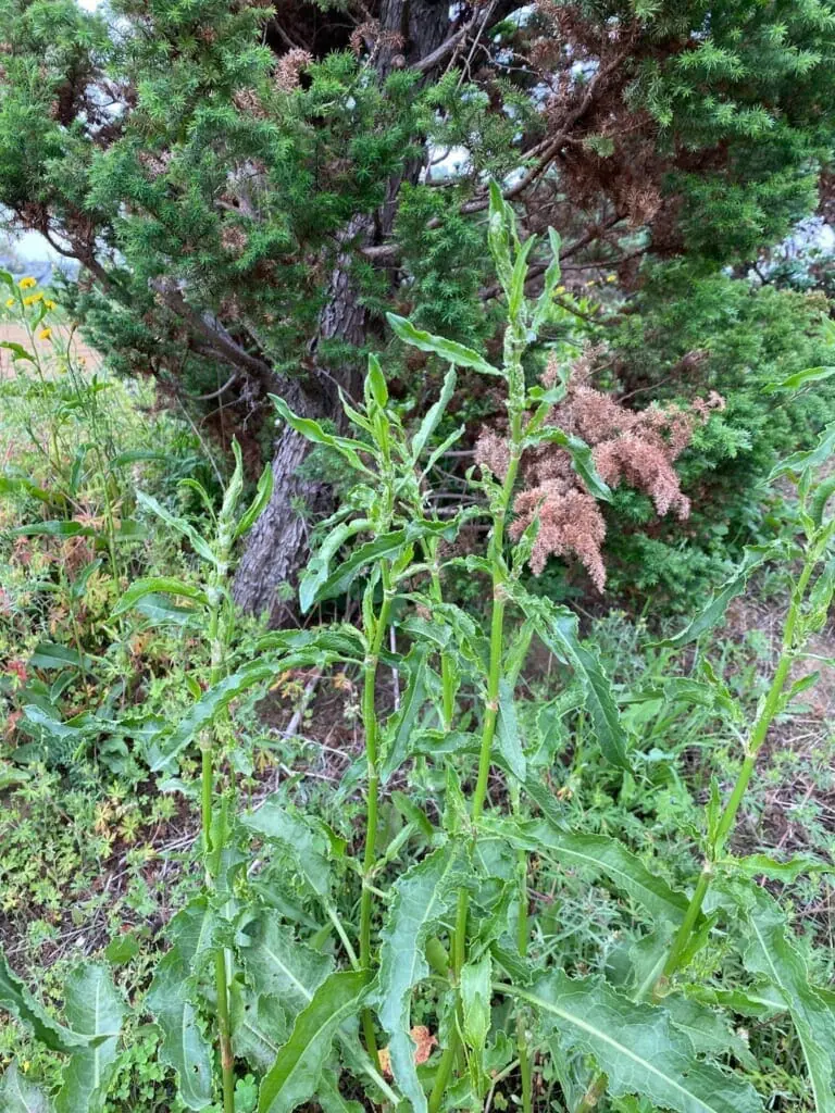 ギシギシの除草 防除方法とおすすめ除草剤 農家web