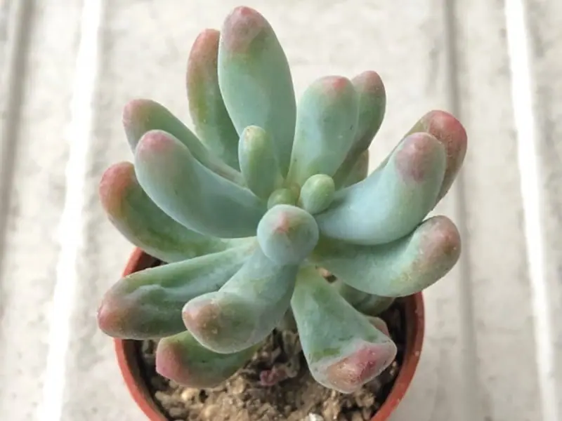 多肉植物 恋心♡葉先が紅葉♪♪ポットごと koigogoro-pot.jpg.webp