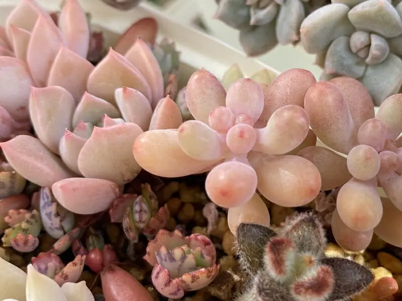 多肉植物・恋心 育て方・増やし方 | 農家web