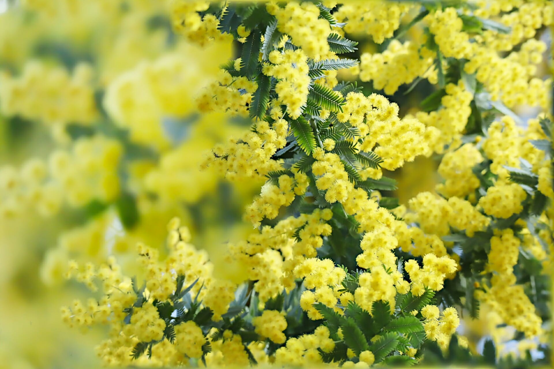 満開のミモザの花