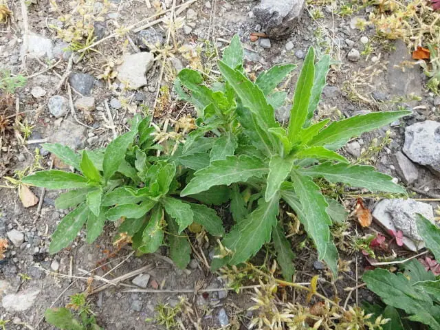 オオアレチノギクの除草 防除方法とおすすめ除草剤 農家web
