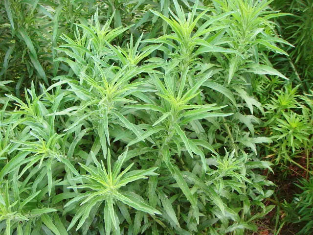 オオアレチノギクの除草 防除方法とおすすめ除草剤 農家web
