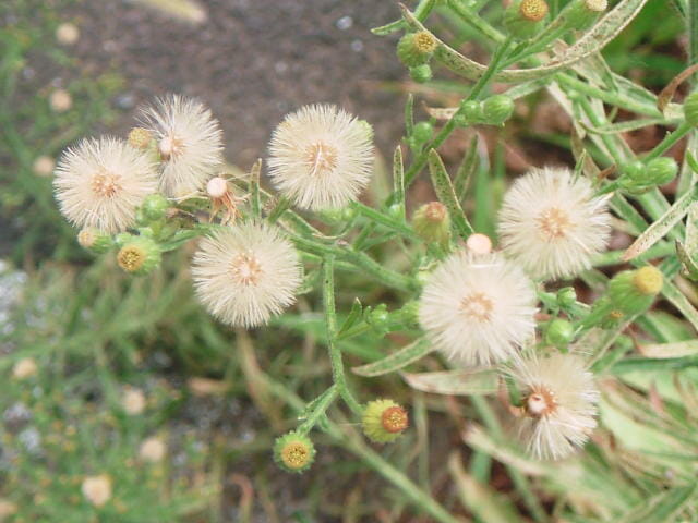 オオアレチノギクの白い花