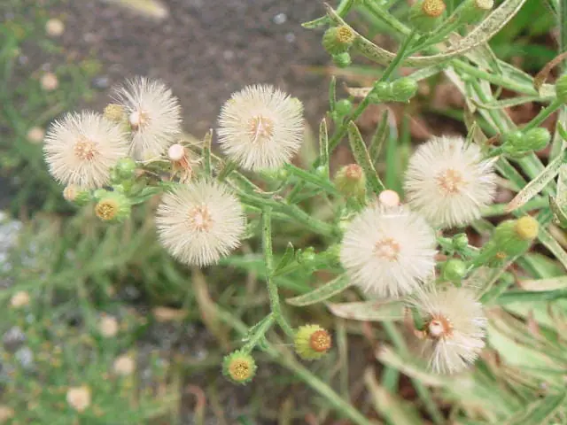 オオアレチノギクの除草 防除方法とおすすめ除草剤 農家web