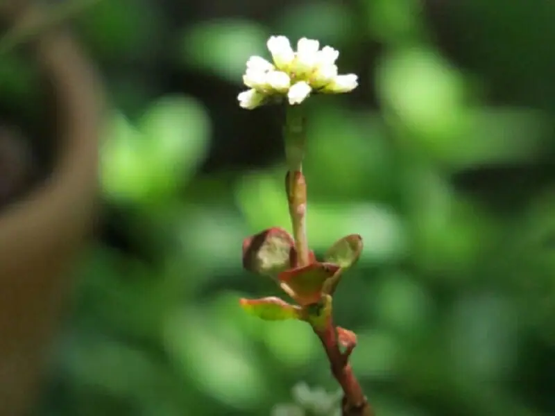 多肉植物・紅稚児（ベニチゴ）の育て方・増やし方 | 農家web