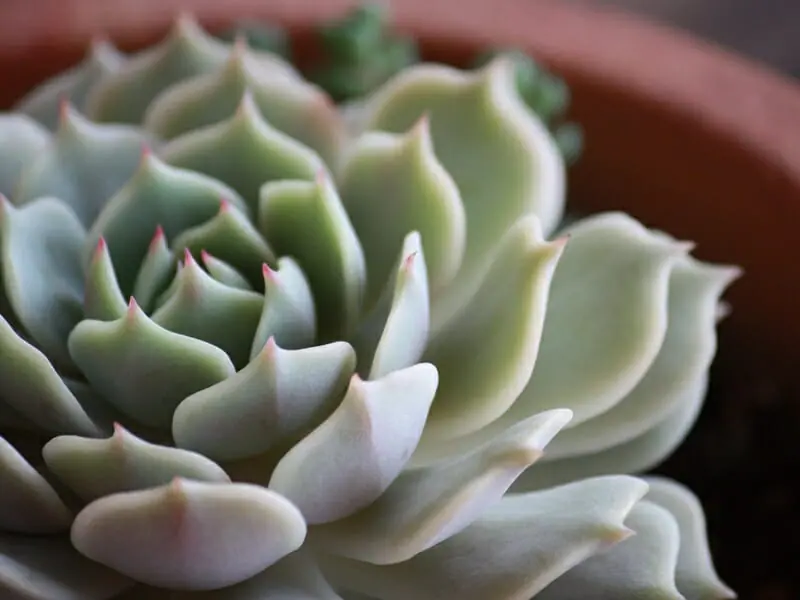 多肉植物ローラ 育て方・増やし方 | 農家web