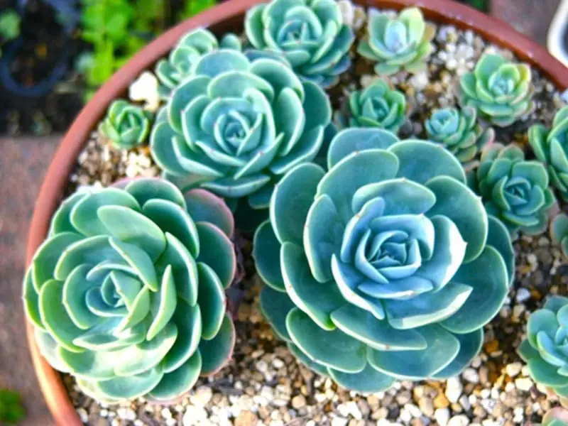 多肉植物　七福神 多肉植物・七福神 置き場所や水やり・ふやし方のポイント