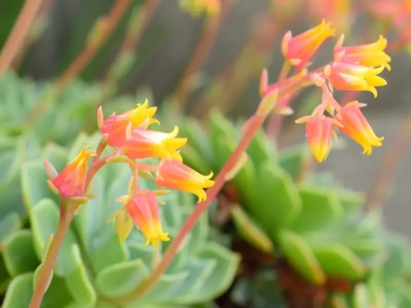 七福神　⑤  多肉植物 多肉植物七福神⑤ 七福神 | 多肉植物図鑑 | みんなで多肉
