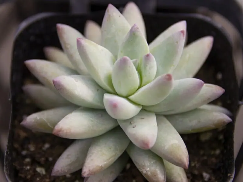 多肉植物 樹氷 育て方・増やし方 | 農家web
