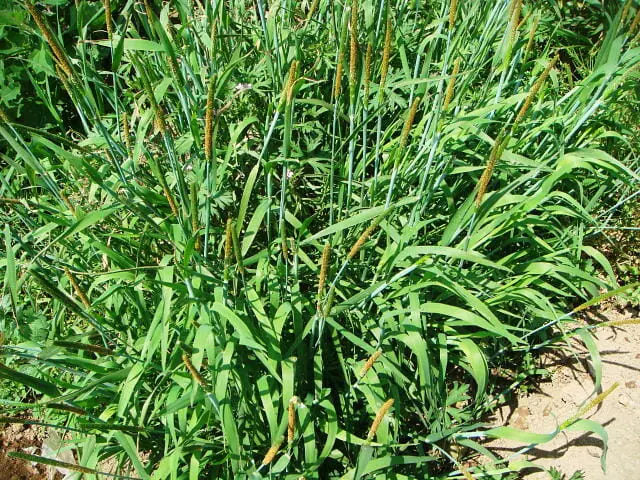 スズメノテッポウの除草 防除方法とおすすめ除草剤 農家web スズメノテッポウの除草 防除方法とおすすめ除草剤 農家web