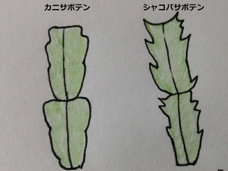カニサボテンの植え替えの方法と育て方のポイント 農家web