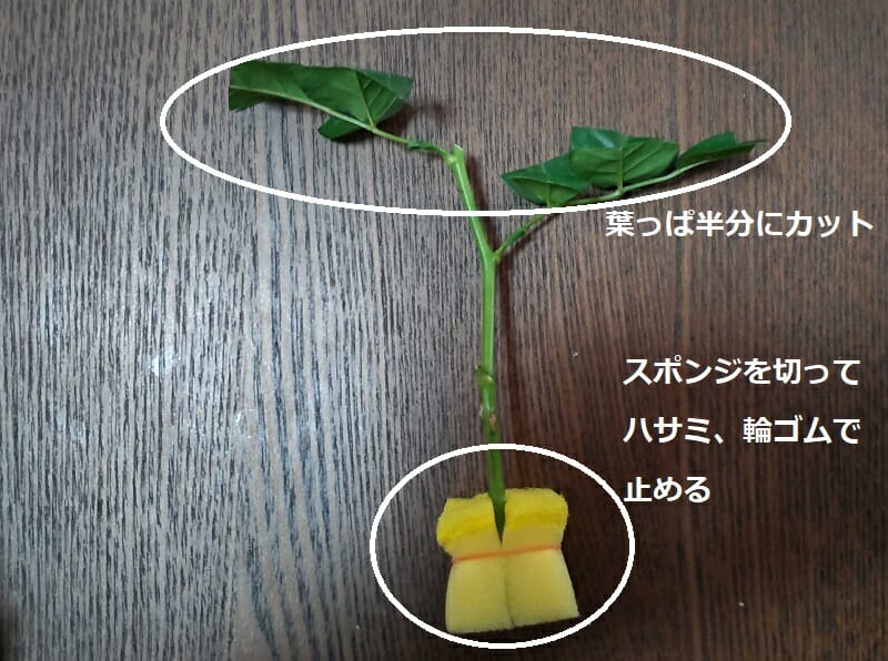 水栽培でふやすバラの挿し木 成功率を上げる方法とは 農家web 水栽培でふやすバラの挿し木 成功率を上げる方法とは 農家web