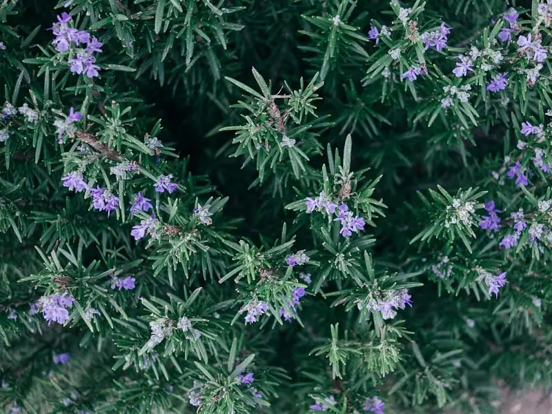 ローズマリーにおすすめの肥料と与え方のポイント 農家web