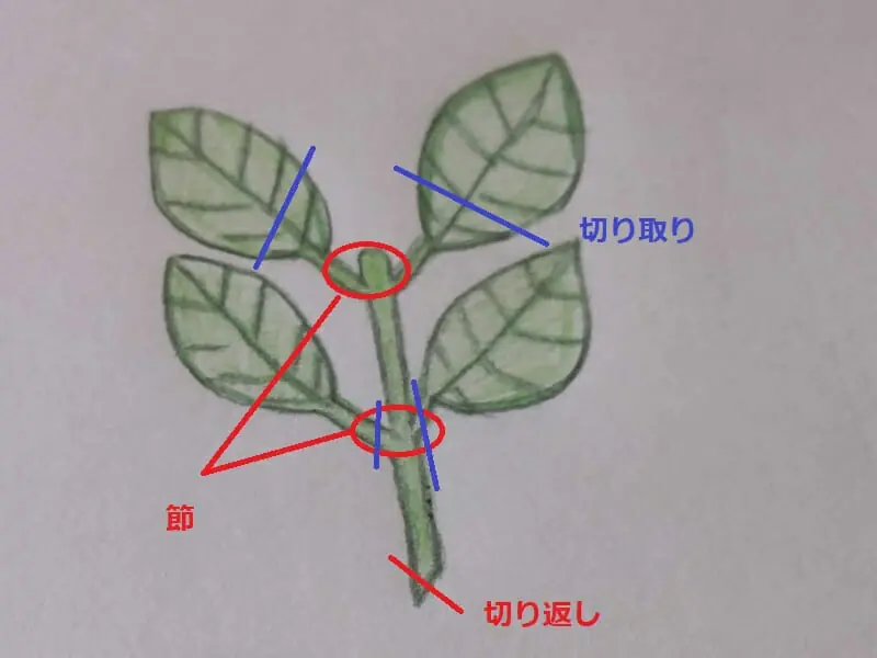 水栽培でふやす紫陽花の挿し木 成功率を上げるポイント 農家web