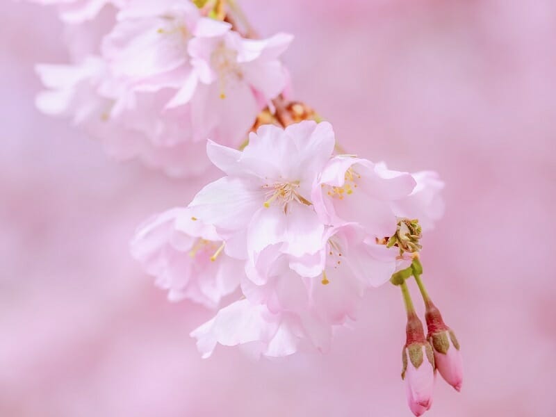 桜