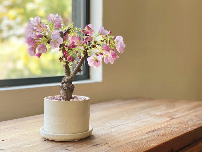 桜の挿し木の成功率を上げる方法とは 水栽培でもできる 農家web