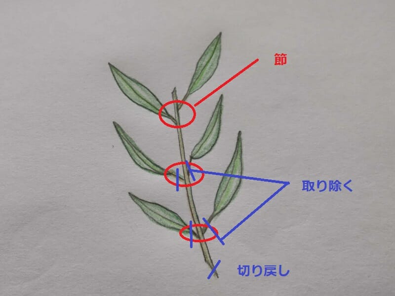 ユーカリ挿し穂イラスト