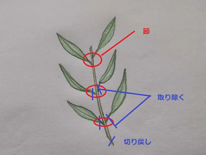 オリーブの挿し木 成功率を上げるポイント 水栽培でも可能 農家web