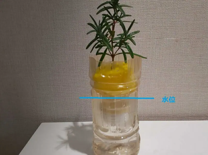 ローズマリーの挿し木 水栽培の成功率を上げるポイント 農家web ローズマリーの挿し木 水栽培の成功率を上げるポイント 農家web
