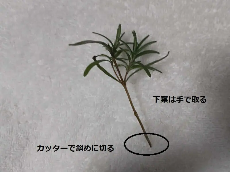 ローズマリーの挿し木 水栽培の成功率を上げるポイント 農家web