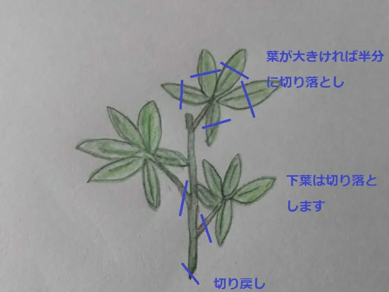 挿し木から始めよう カポック シェフレラ の水栽培のススメ 農家web