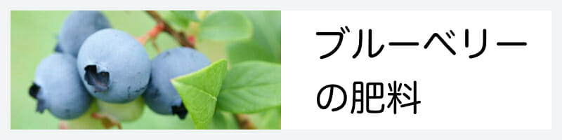 ブルーベリーの肥料のやり方の基本・おすすめ商品まとめ