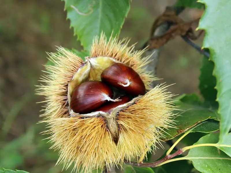 栗の木の肥料 時期やおすすめ肥料 与え方のポイント 農家web