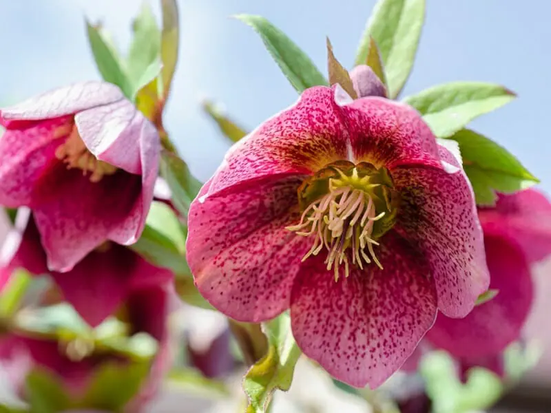 クリスマスローズ 油かす肥料の使い方 農家web クリスマスローズ 油かす肥料の使い方 農家web