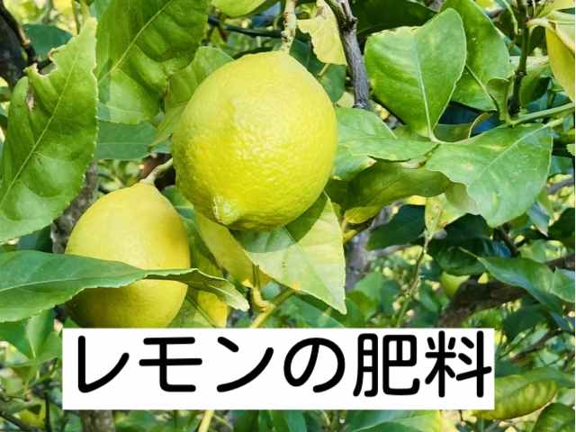 レモンの肥料のタイトル画像