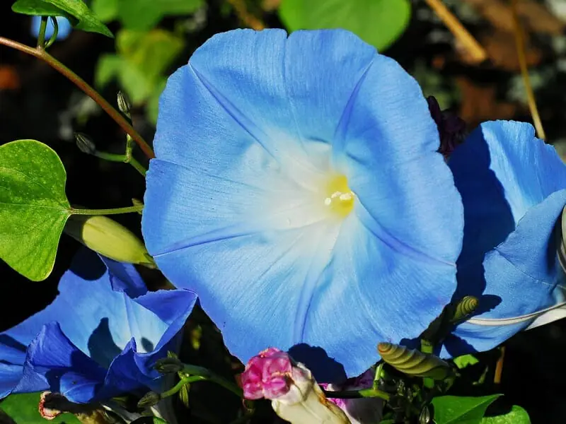 100均で購入できる アサガオ 朝顔 の肥料 農家web