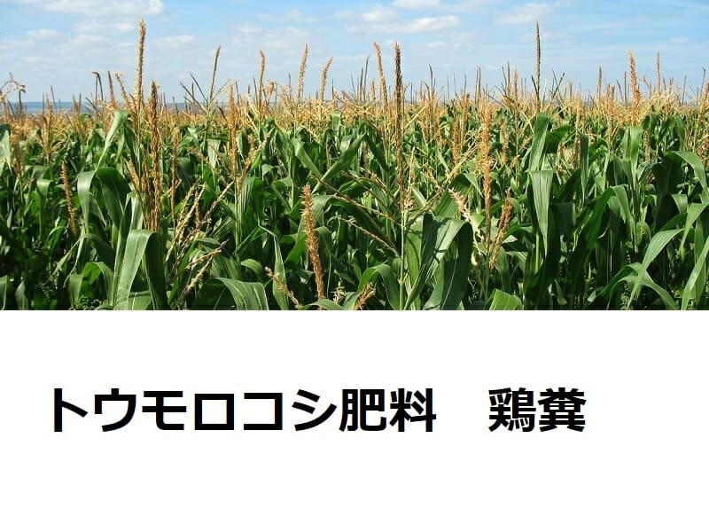 トウモロコシ肥料　鶏糞