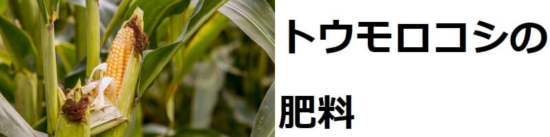 トウモロコシ肥料 与え方の基本と栽培ポイント