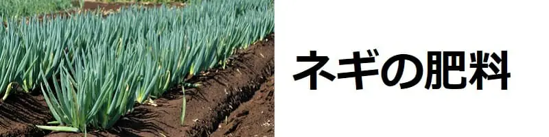 ネギの肥料 やり方の基本とおすすめ商品まとめ 農家web