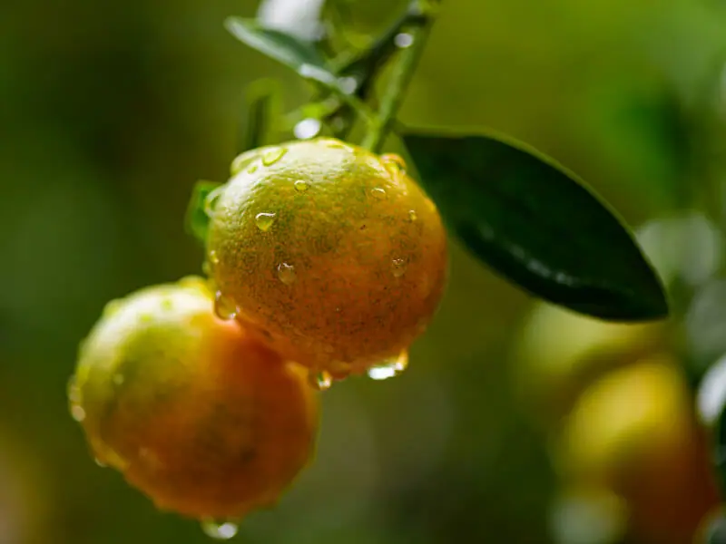 柑橘類 カンキツ類 の肥料のやり方の基本 おすすめ商品まとめ 農家web