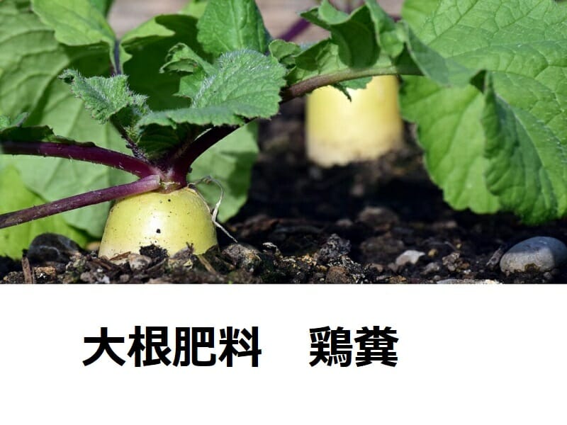 大根肥料鶏糞