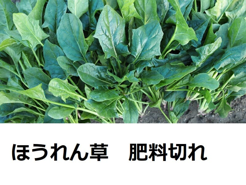 ほうれん草　肥料不足