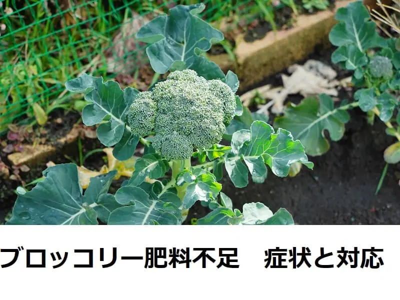 ブロッコリーの肥料 肥料不足の症状とその対処法 農家web