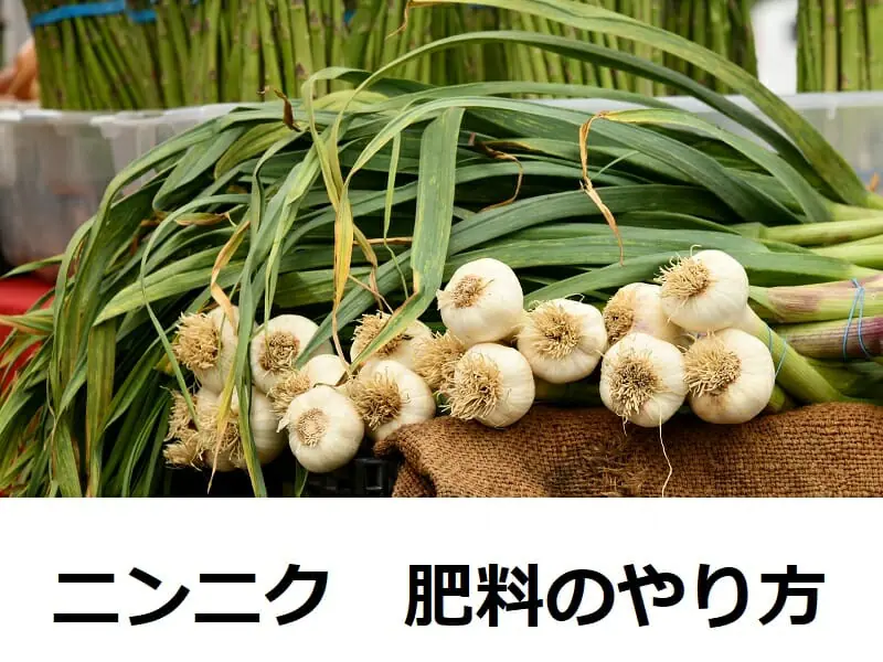 にんにく苗 16苗 抜き苗 ニンニク 有機肥料栽培 にんにくホワイト 10苗 有機肥料栽培 - メルカリ