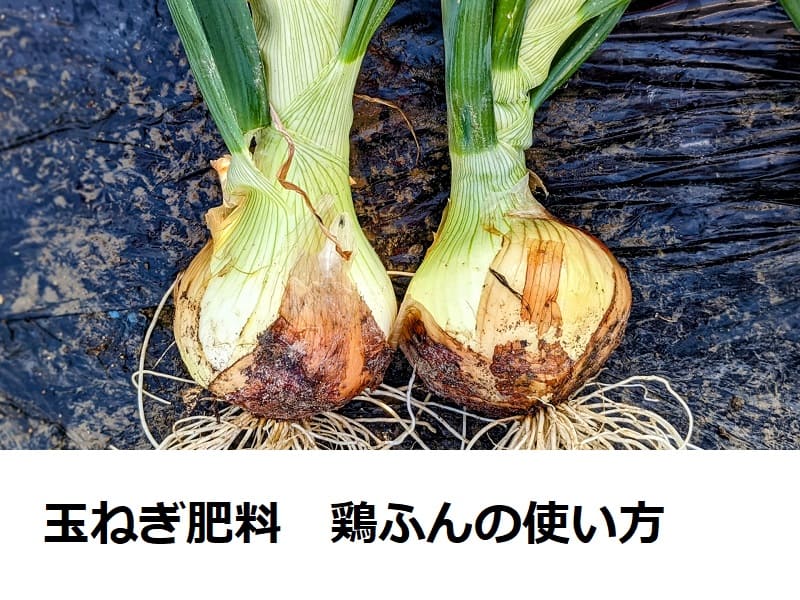 玉ねぎ肥料　鶏ふん