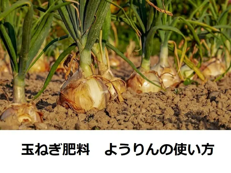 ねぎりんさん専用 ねぎりんさま専用 ねぎりんさま専用 りん様 りん さま