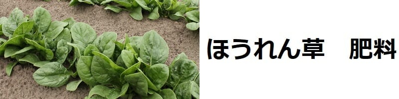 ほうれん草の肥料の与え方の基本と栽培ポイント