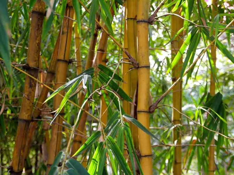 竹 タケ の除草剤 ラウンドアップの有効性と使い方 農家web