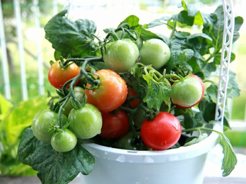 トマト肥料プランター