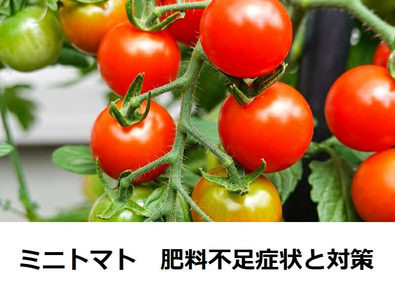 ミニトマト肥料不足