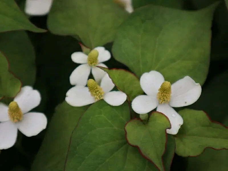 ドクダミの除草剤 ラウンドアップの有効性と使い方 農家web ドクダミの除草剤 ラウンドアップの有効性と使い方 農家web