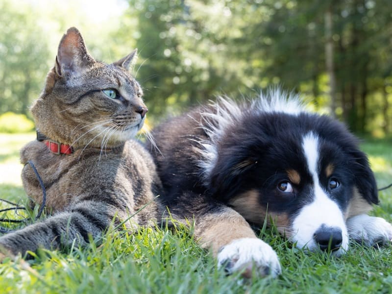 犬と猫