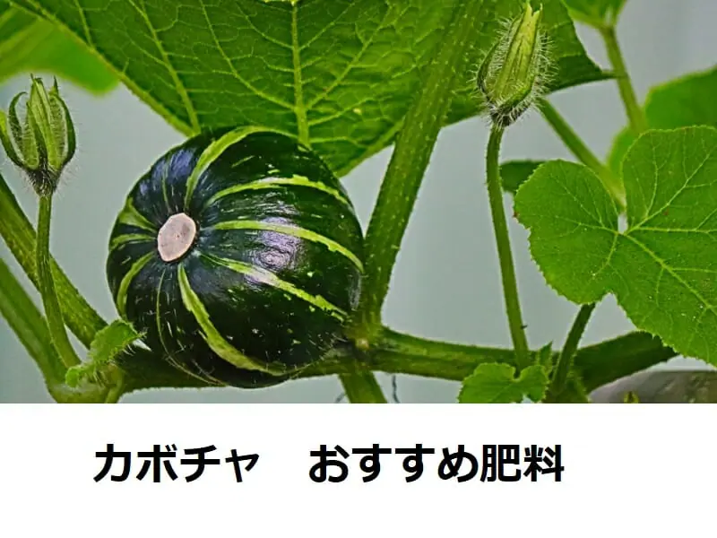 カボチャの肥料 おすすめ肥料と与え方のポイント 農家web